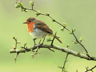 Springtime