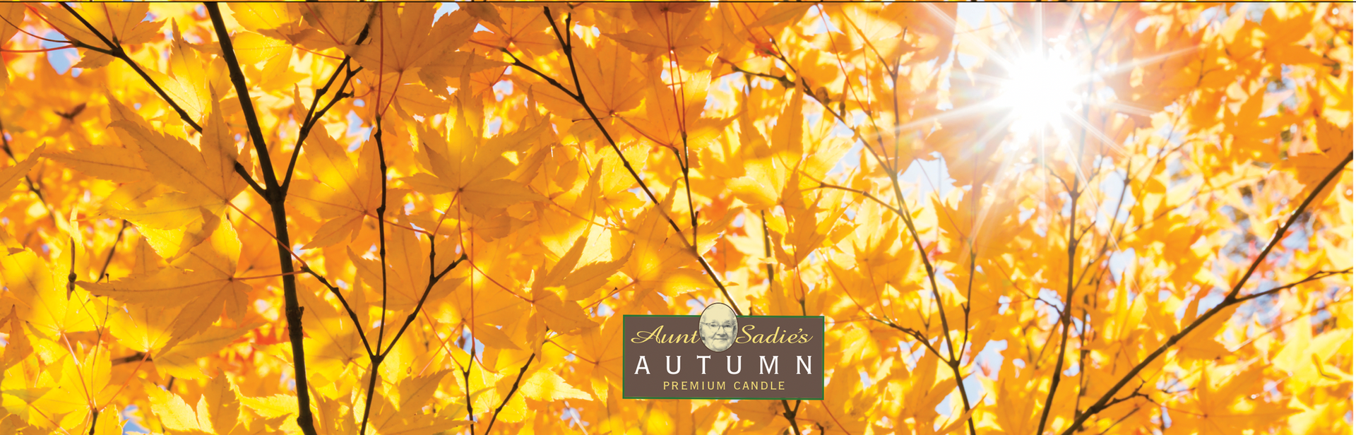 Autumn Sun through Trees