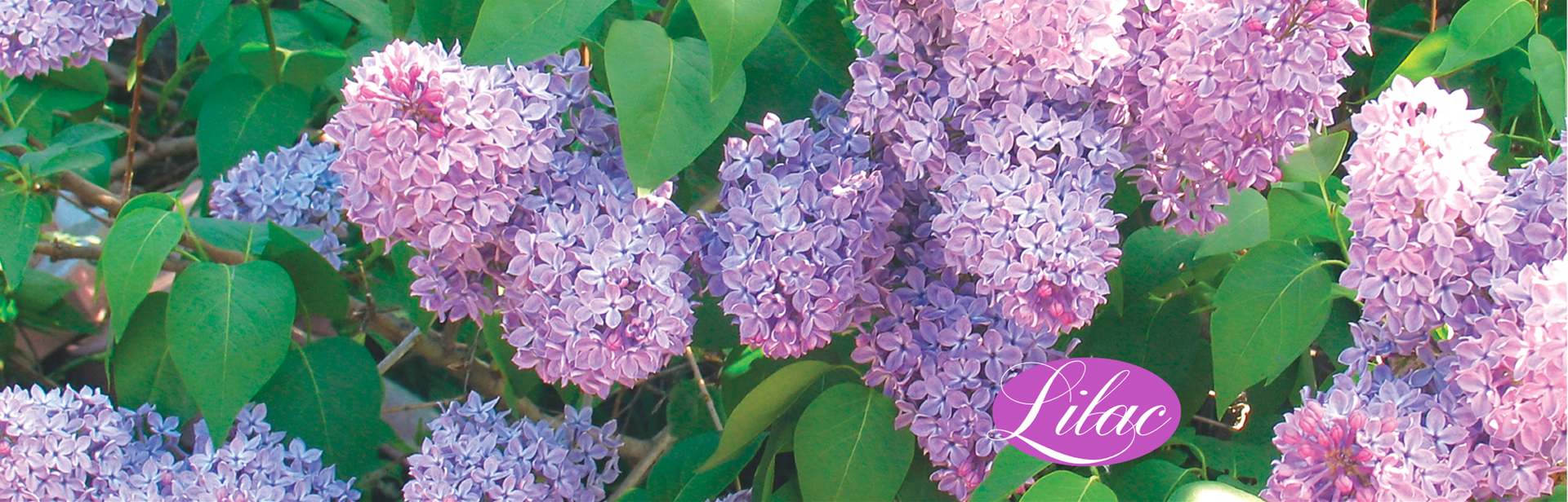 Lilac Bush