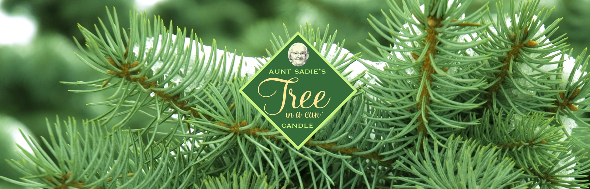 Pine Boughs Tree in a Can