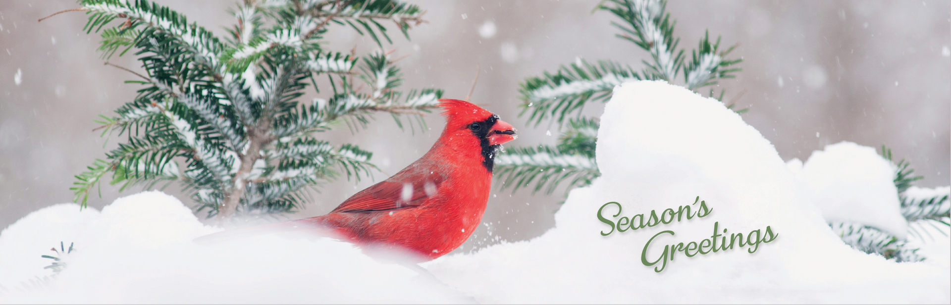 Red Cardinals in Snow