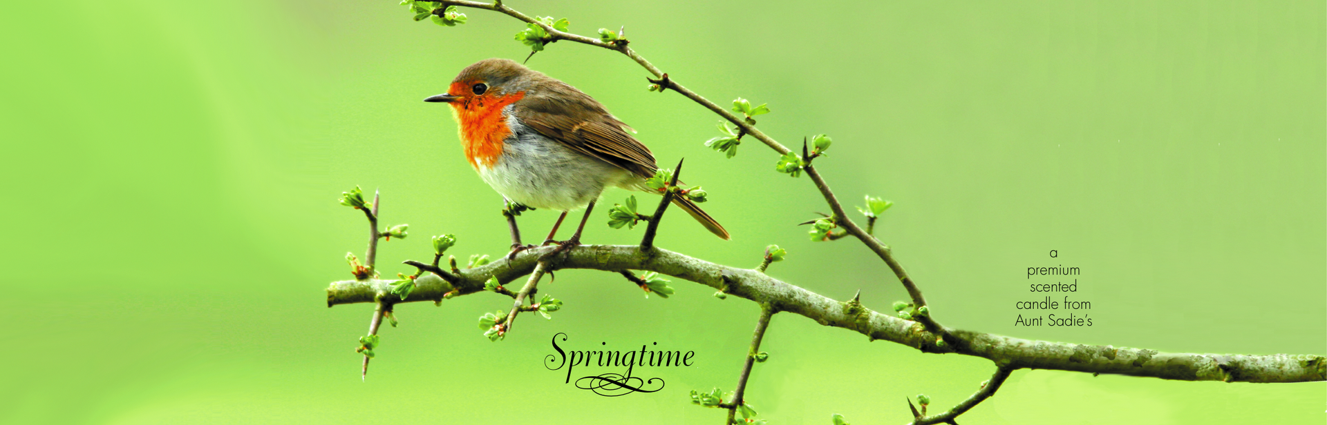 Springtime Robin