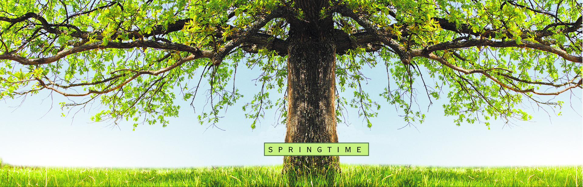 Springtime Tree