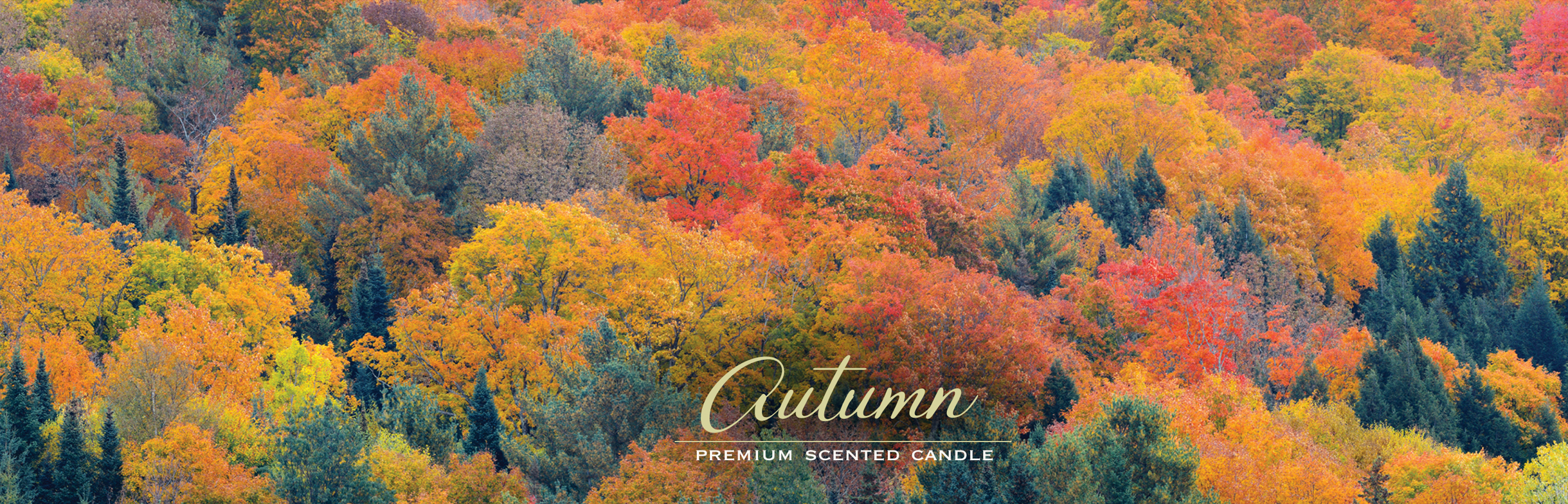 Autumn Treetops  NEW