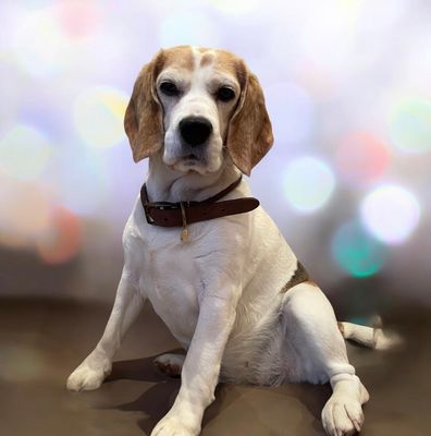 Dog/cat collar ID disc gold