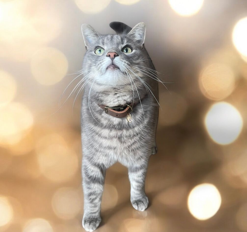 Dog/cat collar ID disc silver