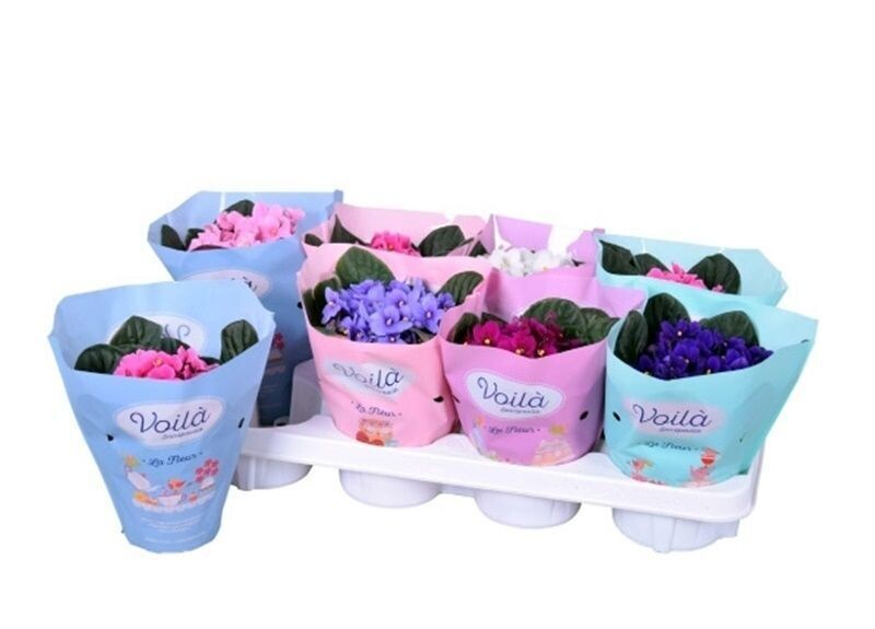 Pack de 8 Plantas de Saint Paulia, Violeta Africana