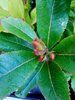 Planta de Arbutus Unedo – Madroño. Frutos comestibles