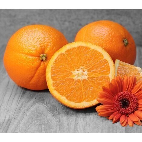 Planta Naranjo Washington Navel. Naranja Grande