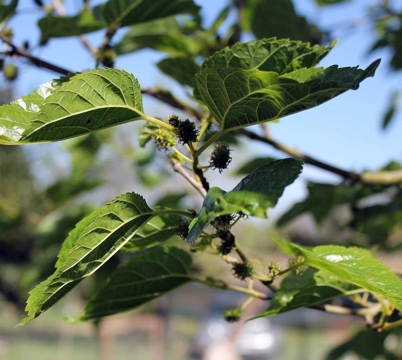 Planta de Morus Alba - Morera Blanca