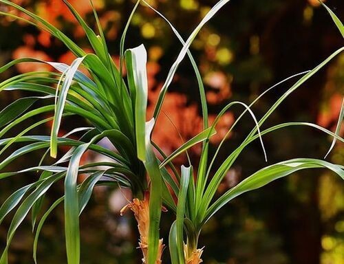 Planta de Pata de Elefante Beaucarnea Recurvata