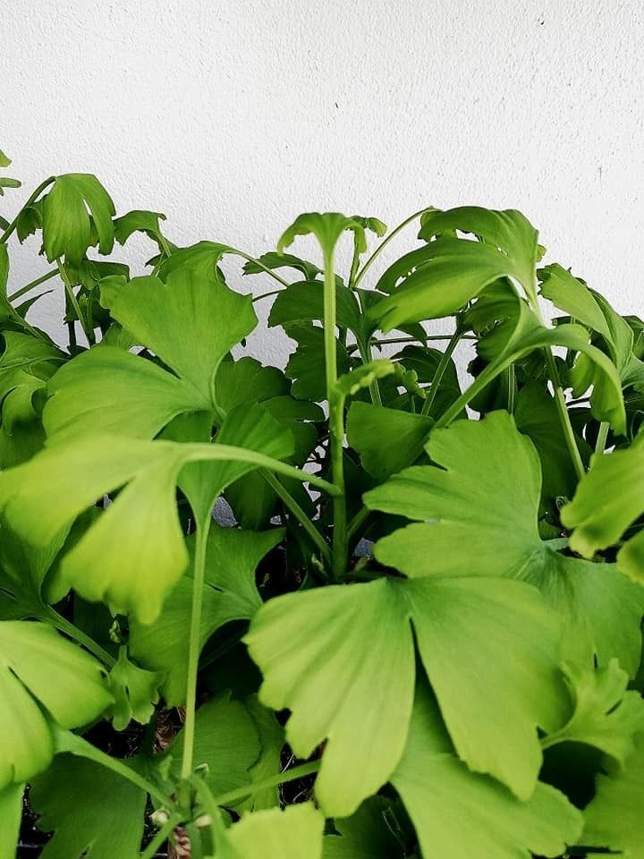 Ginkgo Biloba. Arbol de los Cuarenta Escudos