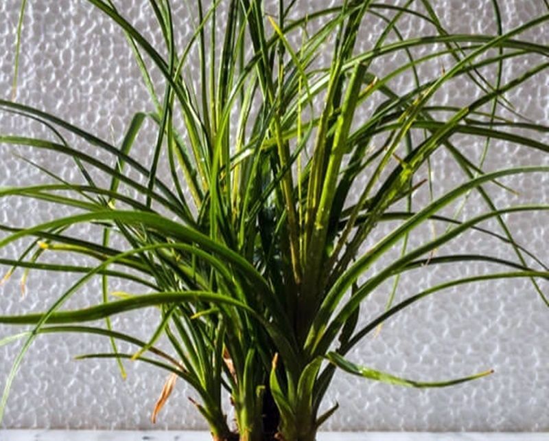 Planta de Pata de Elefante Beaucarnea Recurvata