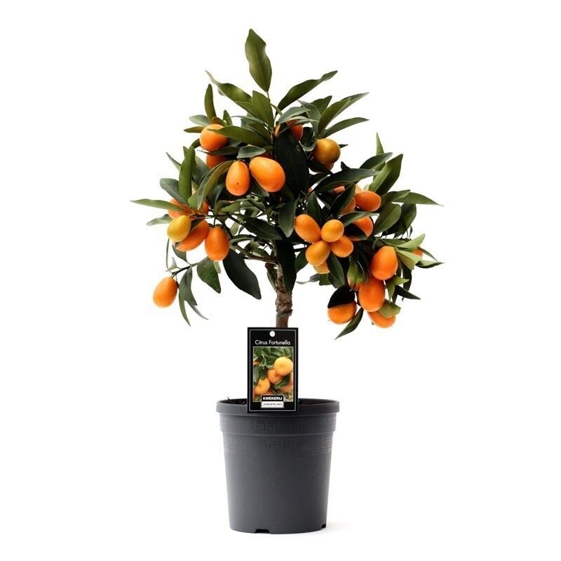 Planta de Frutal Naranjo Enano, Kumquat, Fortunella