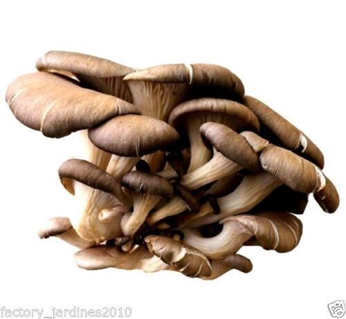 Micelio - Semillas de Pleurotus ostreatus, SETA OSTRA. 1 Kilo