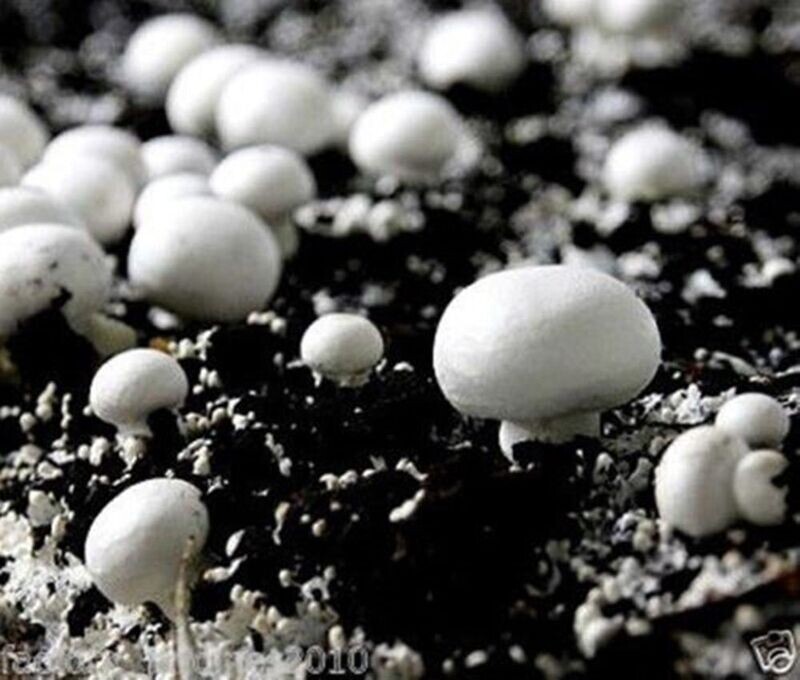 Micelio en Grano de Champiñon de Paris (Agaricus Bisporus)