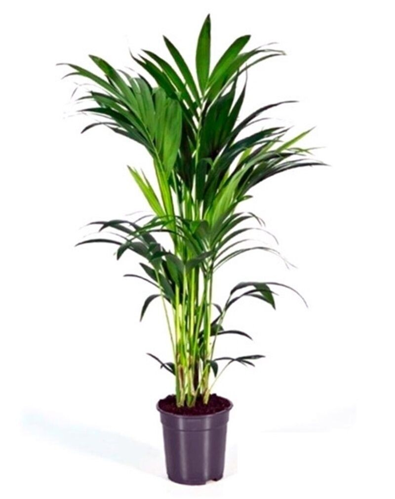 Planta Natural palmera interior Kentia. Altura 140 - 150 Cm
