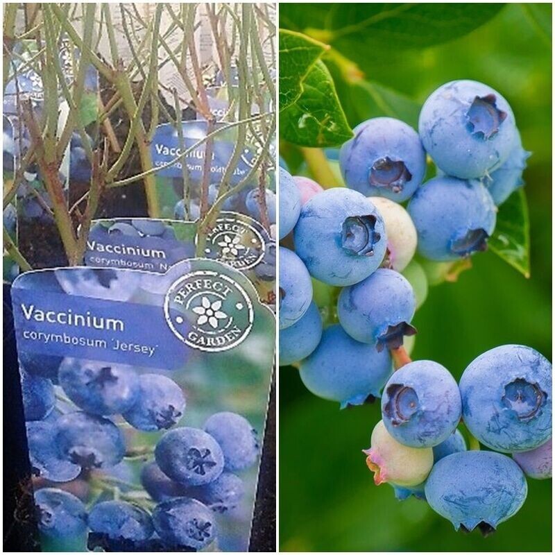 Planta. Arandano, Arándano Negro, Vaccinium