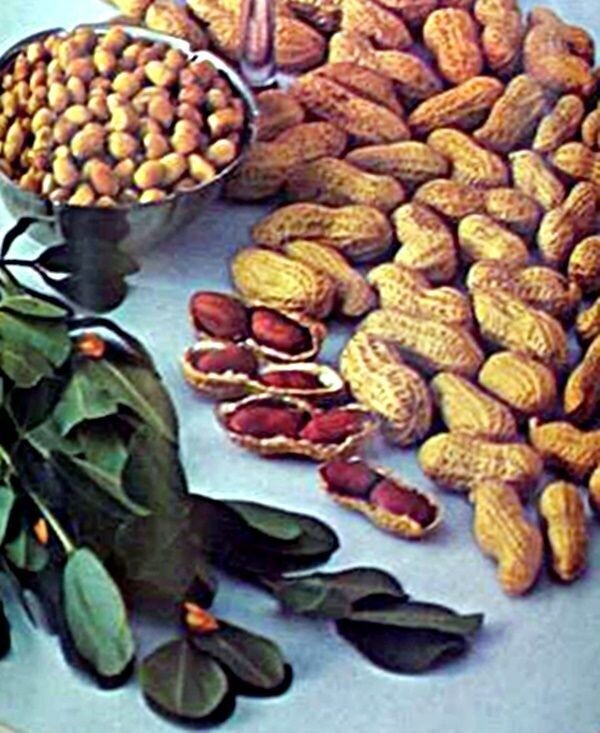 Semillas de Cacahuete, Mani. Arachis Hypogaea. 250 Gramos
