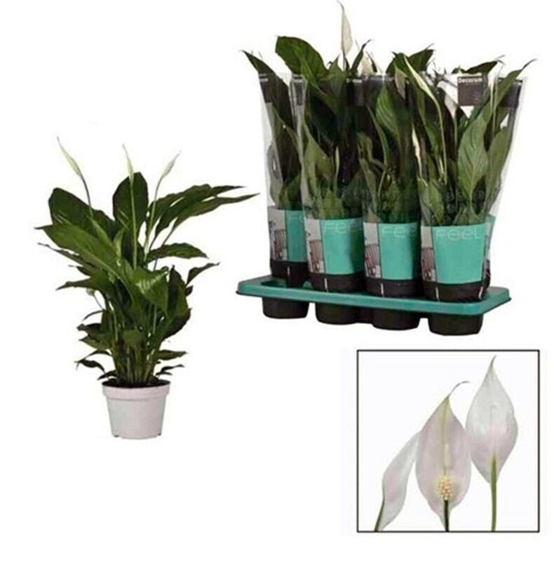 Planta Espatifilo SPATHIPHYLLUM. Purificador del aire