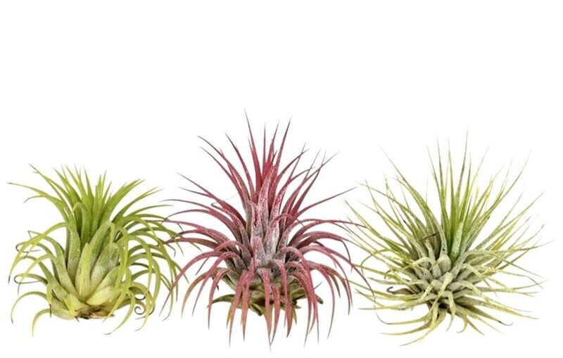 Tillandsia. Planta natural clavel del aire.