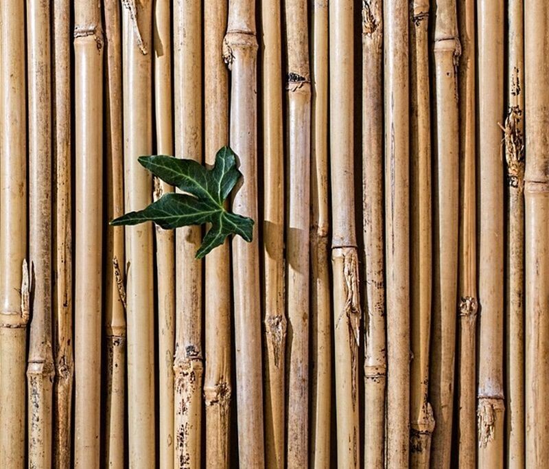 100 Unidades.tutor Caña Bambú, Entutorar Plantas. 60 Cm