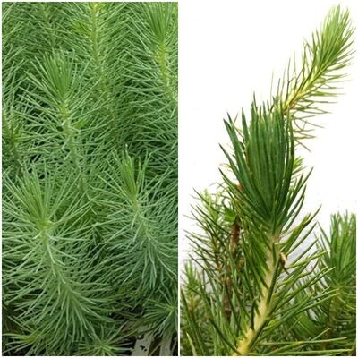 Planta de Pinus Pinea, Pino Piñonero. 20 - 30 cm de alveolo