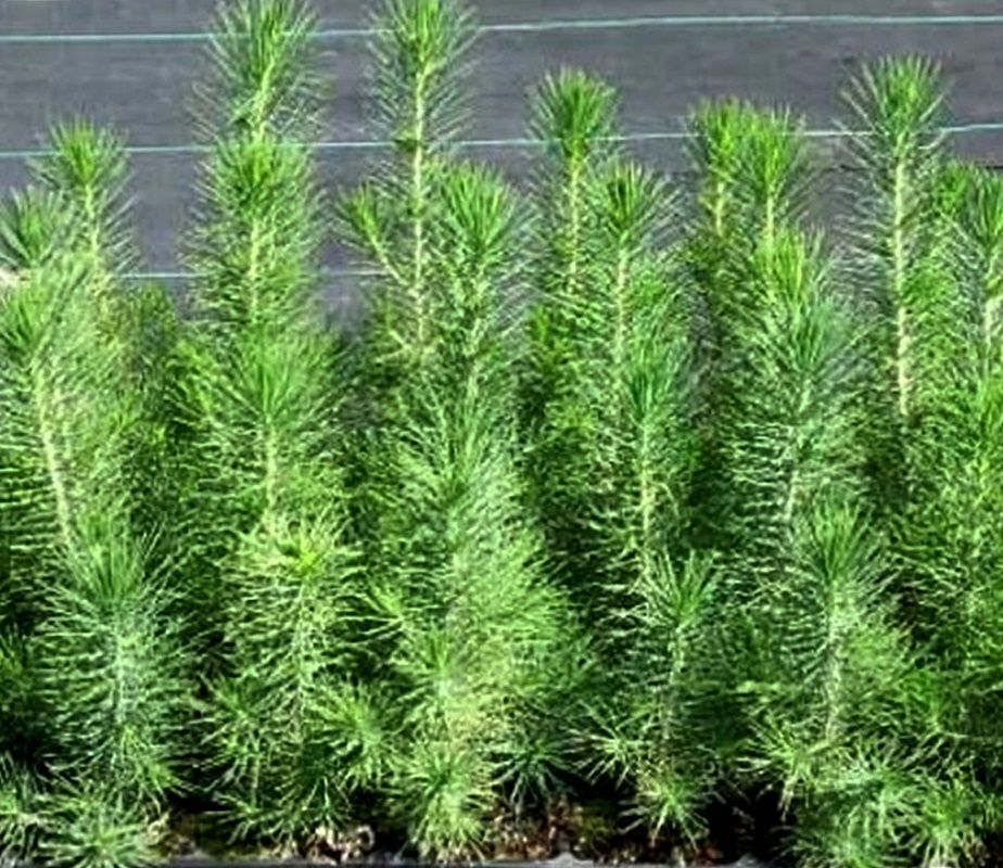 Planta de Pinus Pinea, Pino Piñonero. 20 - 30 cm de alveolo