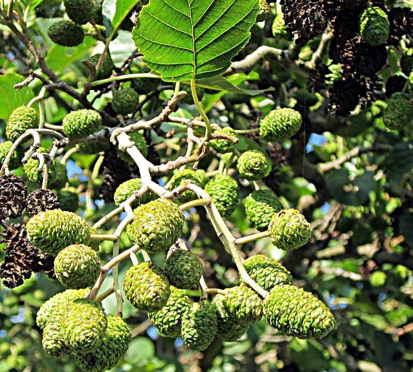 Planta de Alnus Glutinosa - Aliso. Porte elegante
