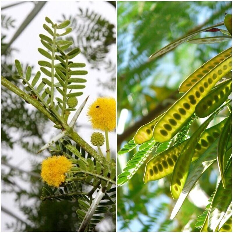 Planta de Acacia Karroo. Usado para Setos. De Aveolo