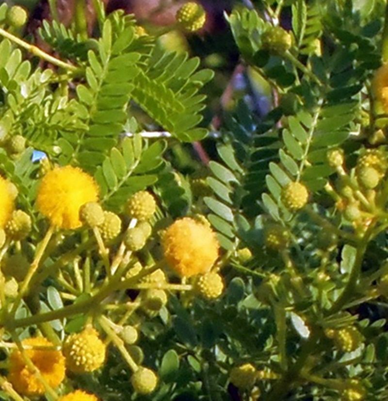Planta de Acacia Karroo. Usado para Setos. De Aveolo