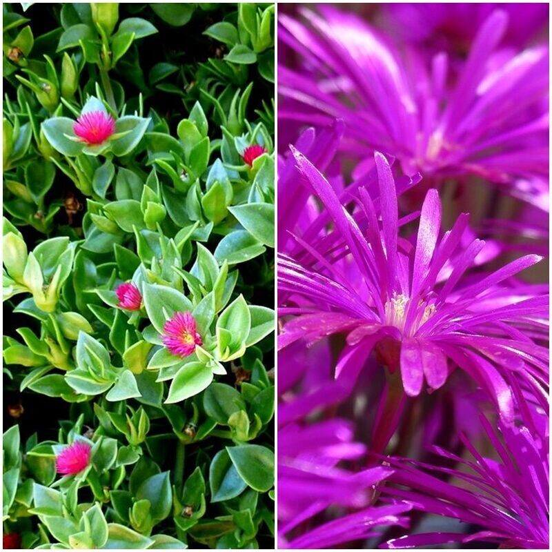 Planta de Aptenia Cordiflora, Planta Crasa Alfombrante