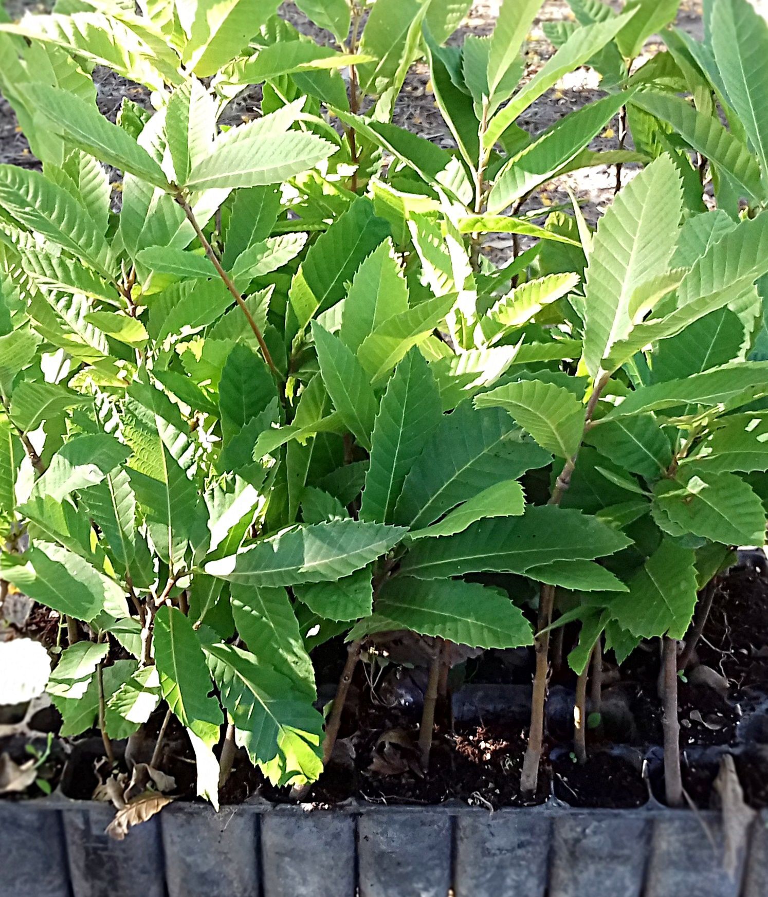 Planta Castaño de Fruto Castaña, Castanea Sativa