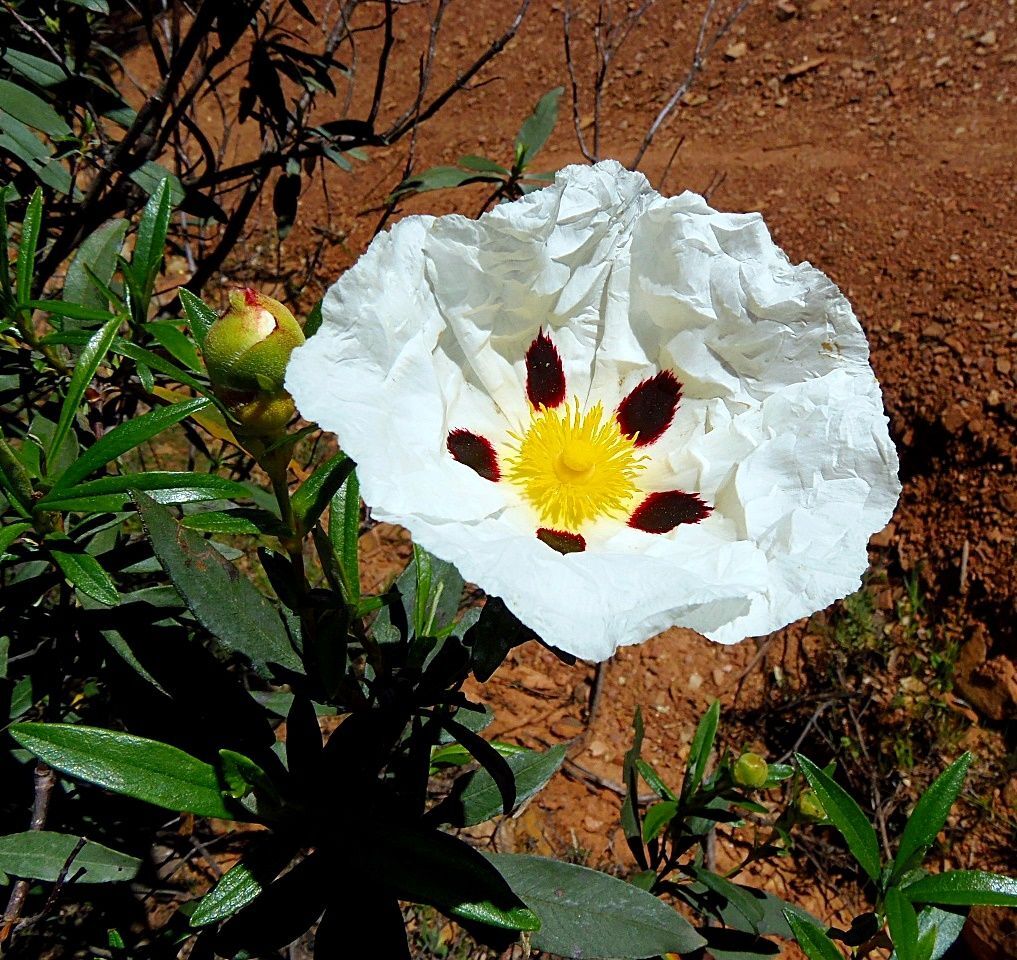 Planta de Cistus Ladanifer. Jara Pringosa