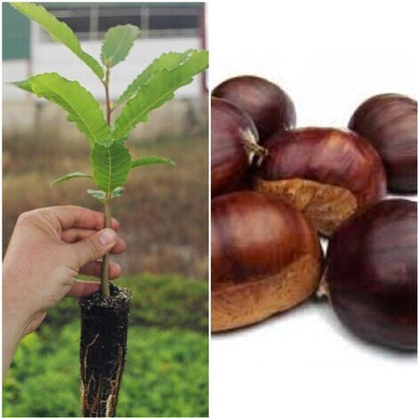Planta Castaño de Fruto Castaña, Castanea Sativa