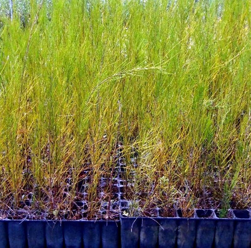 Planta de Casuarina Cunninghamiana o Roble de Rio