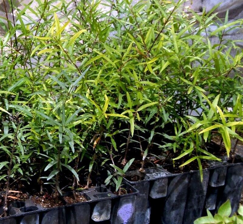 Planta de Cistus Ladanifer. Jara Pringosa