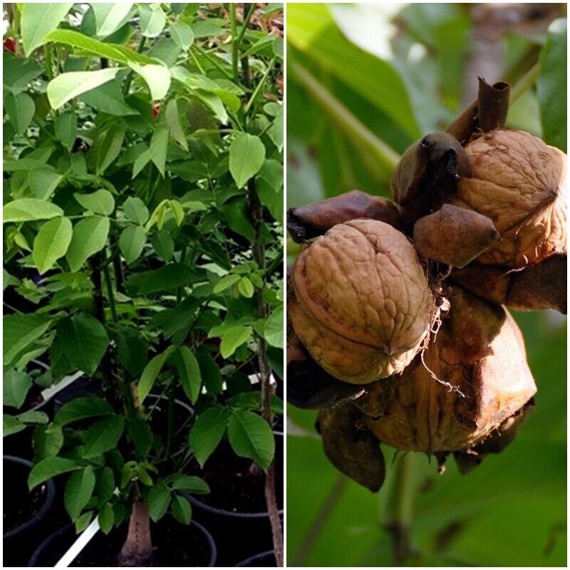 Planta de Nogal de Fruto Nuez. Juglans Regia