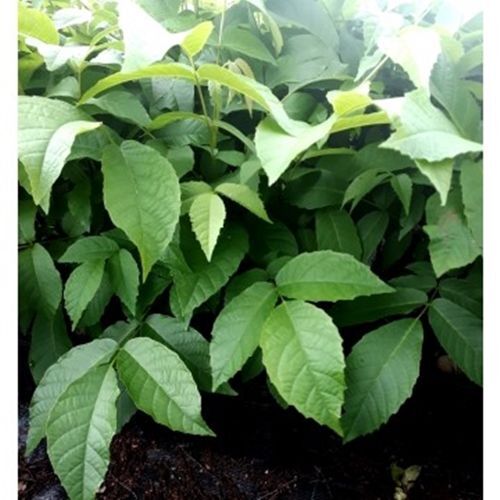 Planta de Nogal de Fruto Nuez. Juglans Regia