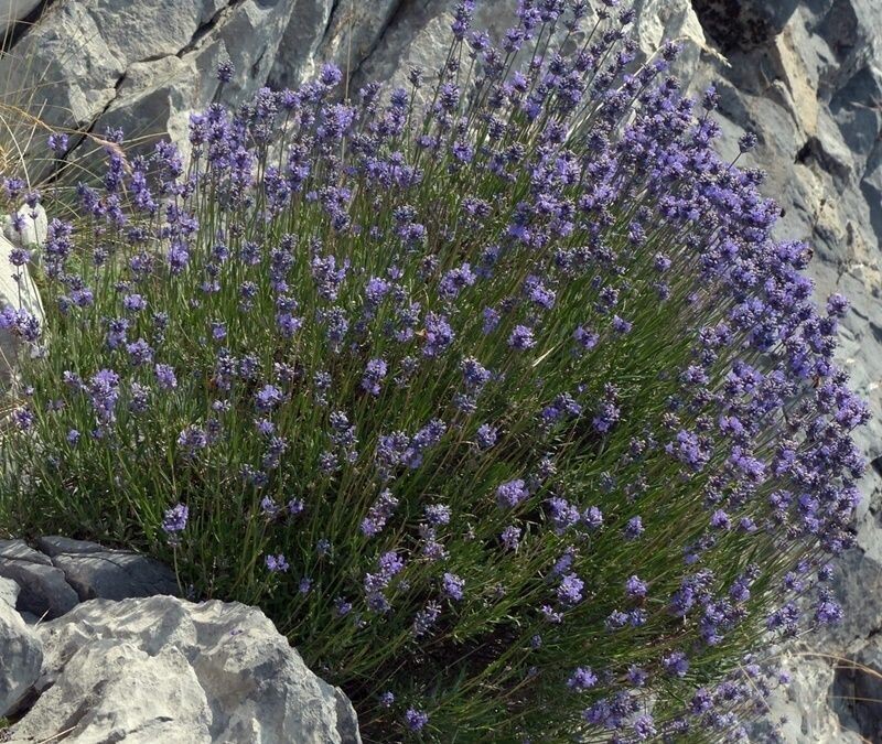 Planta de Lavandula Latifolia, lavanda, Alhucema.