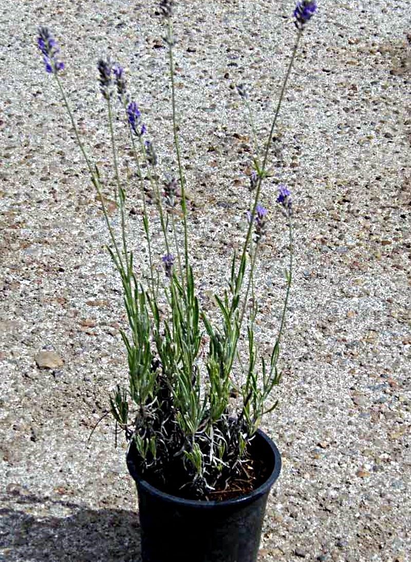 Planta de Lavandula Latifolia, lavanda, Alhucema.