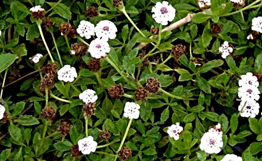 Planta Tapizante de Lippia Nodiflora. Se Adhiere al Suelo