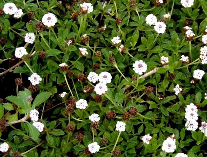 Planta Tapizante de Lippia Nodiflora. Se Adhiere al Suelo