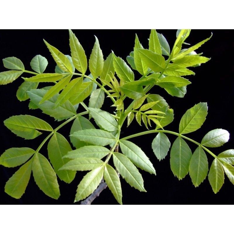 Planta de Fraxinus Angustifolia - Fresno de Hoja Estrecha