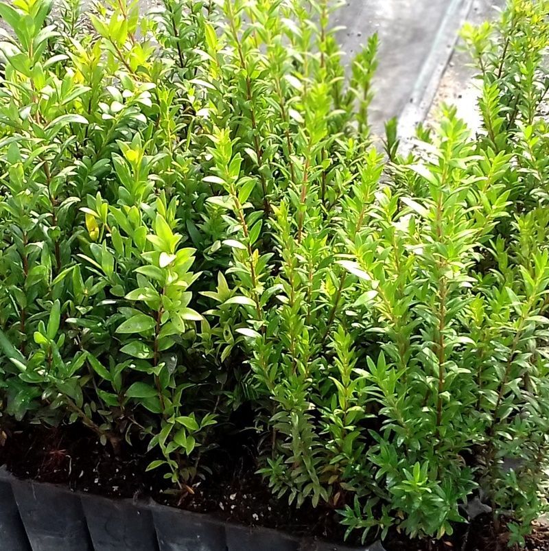 Planta de Myrtus Communis, Mirto, Arrayan