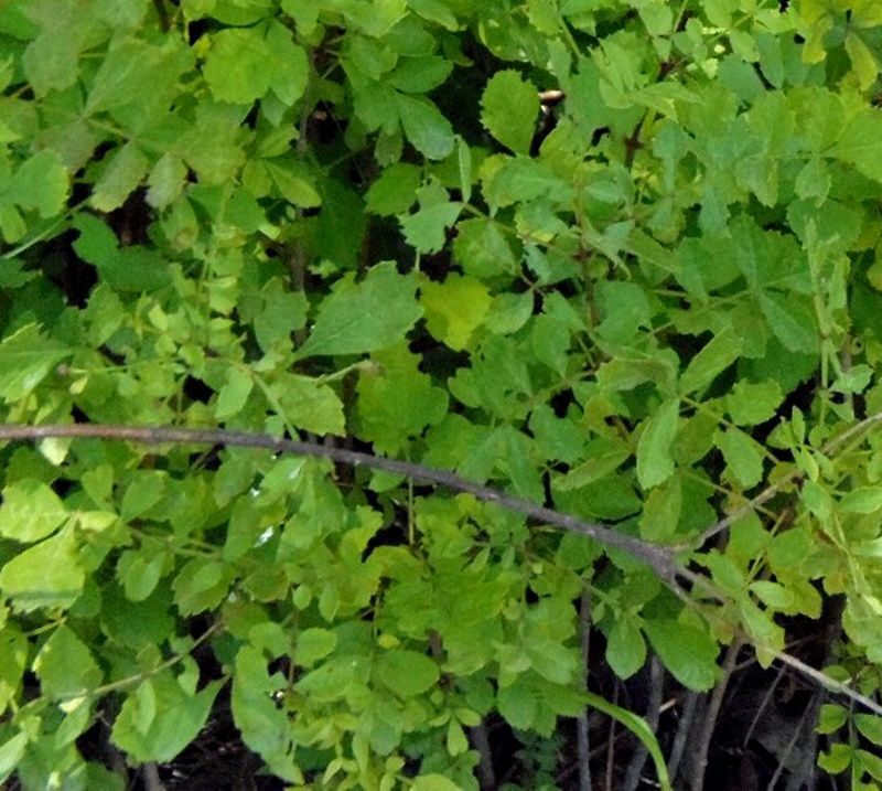 Planta de Fraxinus Angustifolia - Fresno de Hoja Estrecha
