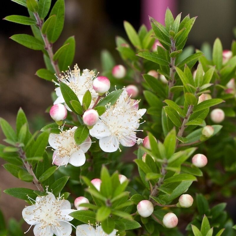 Planta de Myrtus Communis, Mirto, Arrayan