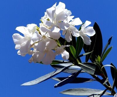Nerium Oleander, Adelfa Blanca. Resiste la sequia
