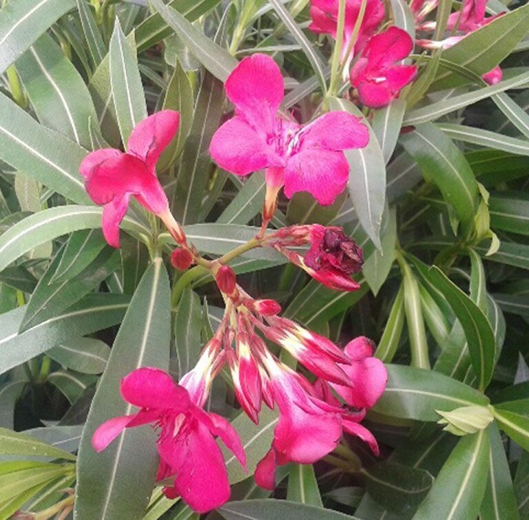 Nerium Oleander, Adelfa Roja. Resiste la sequia
