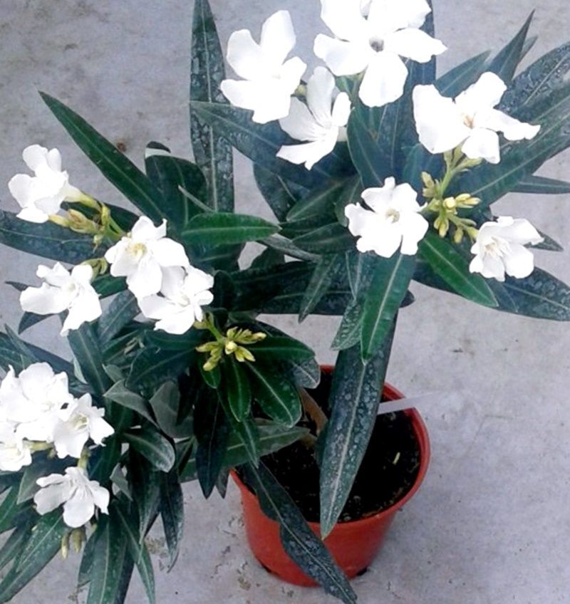 Nerium Oleander, Adelfa Blanca. Resiste la sequia